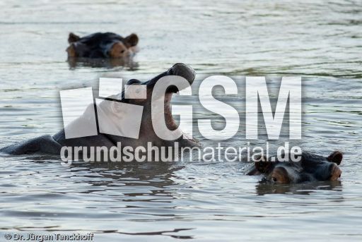 Flusspferd (34 von 104).jpg